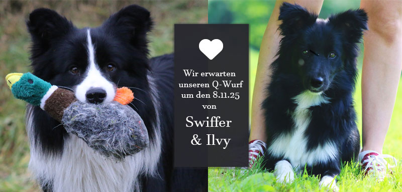border collie welpen 11.2025