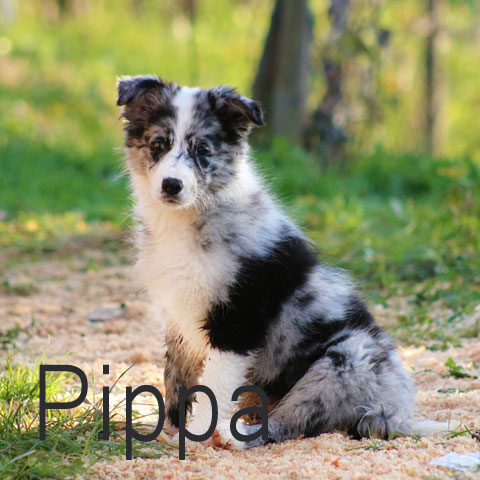 pippa