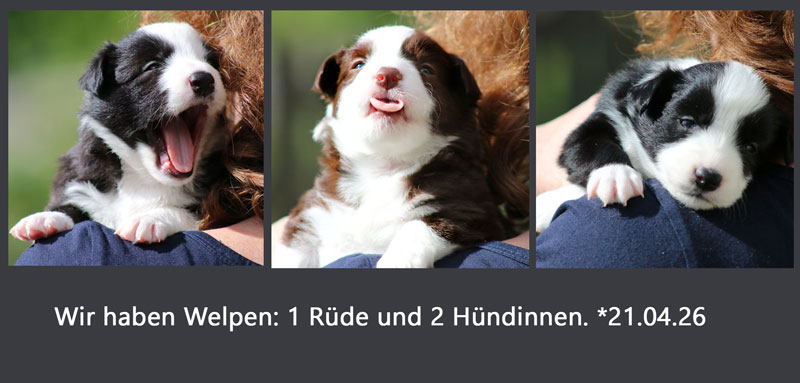 wir haben welpen